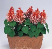 Somon Ateş Çiçeği - Salvia F1 Tohumu ( 30 Tohum ) - 1