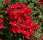Kırmızı Mine Çiçeği F1 Tohumu ( 20 Tohum ) thumbnail 2