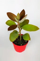 Kalanchoe Orgyalis Gold Kalanşo Çiçeği Copper Golden Spoons 8.5 cm Kırmızı Saksıda - 1