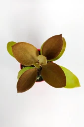 Kalanchoe Orgyalis Gold Kalanşo Çiçeği Copper Golden Spoons 8.5 cm Kırmızı Saksıda - 2