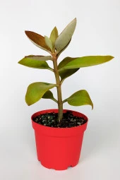 Kalanchoe Orgyalis Gold Kalanşo Çiçeği Copper Golden Spoons 8.5 cm Kırmızı Saksıda - 3