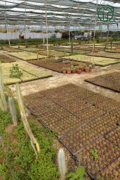 Kalanchoe Orgyalis Gold Kalanşo Çiçeği Copper Golden Spoons 8.5 cm Kırmızı Saksıda - 5