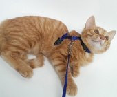 Ayarlanabilir Kedi Tasması 120 cm (4 Renk) - 2