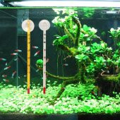Girist Pet Akvaryum Cam Termometre - 1