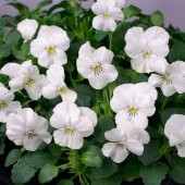 Violet Cornuta White Menekşe Çiçeği Tohumu (100 tohum) - 1