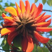 Erythrina Caffra Mercan Ağacı Tohumu (3 Adet) - 1