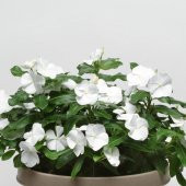 Pure White Vinca Roseus Rozet Çiçeği Tohumu (20 Tohum) - 1