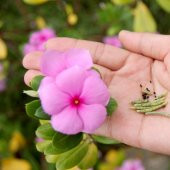 Soft Pink Vinca Roseus Rozet Çiçeği Tohumu (20 Tohum) - 1