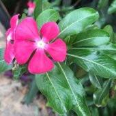 Deep Rose Vinca Roseus Rozet Çiçeği Tohumu (20 Tohum) - 1