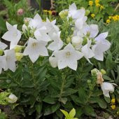 Beyaz Renkli Balon Çiçeği Tohumu White Platycodon (100 tohum) - 1