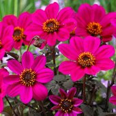 Mor Renkli Bodur Mignon Purple Dahlia Çiçeği Tohumu (80 tohum) - 1