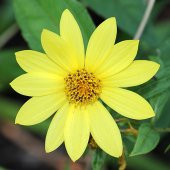 Sarı Renkli Bodur Mignon Yellow Dahlia Çiçeği Tohumu (80 tohum) - 1