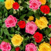 Tüplü Kokulu Yediveren Karışık Gül Fidanı Paketi (4 Adet) thumbnail 1