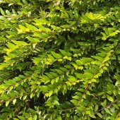 Tüplü Lonicera Pileata Bodur Hanım Eli Fidanı thumbnail 1