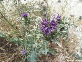 Kenger Otu (Cynara Cardunculus) Tohumu (5 tohum) - 1