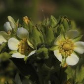 Potentilla Arguta Çiçeği Tohumu (100 tohum) - 1
