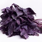 Fesleğen (Mor Reyhan) Çiçeği Tohumu - 1