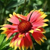 İndian Blanket Gaillardia Gayret Çiçeği Tohumu (30 adet) - 1