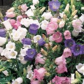 Katmerli Campanula Karışık Çan Çiçeği Tohumu (100 tohum) - 1