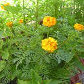Soğuklara Dayanıklı Katmerli Yellow Beauty Geum Çiçeği Tohumu (20 tohum) - 1
