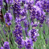 Lavandula Angustifolia Lavanta Çiçeği Tohumu (25000 tohum) - 1
