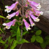 Ağlayan Pembe Renkli Penstemon Çiçeği Tohumu (100 tohum) - 1