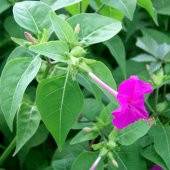 Violet Pink Akşam Sefası Çiçeği Tohumu (20 tohum) - 1