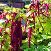 Sarkan Kırmızı Amaranthus (Horoz İbiği) Çiçeği Tohumu( 150 tohum) - 1