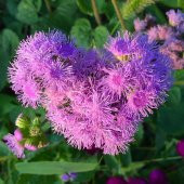 Pembe Top Vapur Dumanı (Ageratum) Çiçeği Tohumu (50 tohum) - 1