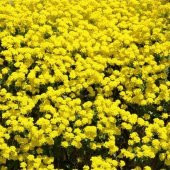 Sarı Lonas Ageratum (Vapur Dumanı) Çiçeği Tohumu (50 tohum) - 1