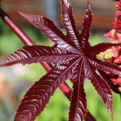 Kırmızı Kene (Castor Bean) Çiçeği Tohumu (5 tohum) - 1