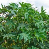 Gibsonii Kene (Castor Bean) Çiçeği Tohumu (5 tohum) - 1