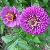 Super Yoga Elegans Purple Zinya Çiçeği Tohumu (40 tohum) - 1