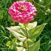 Dahlia Çiçekli Violet Quen Zinya Çiçeği Tohumu (40 tohum) - 1