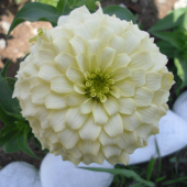 Dahlia Çiçekli İsabellina Zinya Çiçeği Tohumu (40 tohum) - 1
