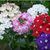 Karışık Renkli Yer Minesi (Verbena) Çiçeği Tohumu (100 tohum) - 1
