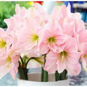 Tropaeolum Single Apricot Latin Çiçeği Tohumu (10 adet) - 1