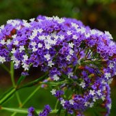 Limonium Sinuatum Blue River Deniz Lavantası Tohumu (30 tohum) - 1