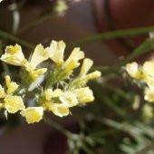 Limonium Sinuatum Deep Yellow Deniz Lavantası Tohumu (30 tohum) - 1