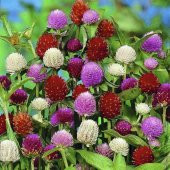 Gomphrena Globosa Mixed Medine Çiçeği Tohumu (50 tohum) - 1