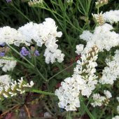 Limonium Sinuatum Pure White Deniz Lavantası Tohumu (30 tohum) - 1