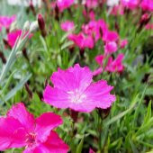 Lila Sweet William Dianthus Barbadus Çiçeği Tohumu (50 adet) - 1