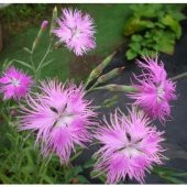 Dianthus Superbus Rose Bol Kokulu Karanfil Çiçeği Tohumu (100 adet) - 1
