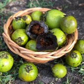 Tüplü Nadir Çikolata Meyvesi Black Sapote Ağacı Fidanı(20-40 cm) thumbnail 1
