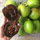 Tüplü Nadir Çikolata Meyvesi Black Sapote Ağacı Fidanı(20-40 cm) thumbnail 2