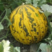 Dalaman Kavun Tohumu (5 gram) - 1