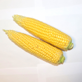 Cin Mısırı Tohumu (25 gram) - 1