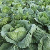 Doğal Morris Kara Lahana Tohumu(100 tohum) - 1