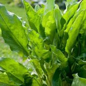 Kuzukulağı Ekşi Otu Tohumu (1 gram) - 1