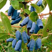 Tüplü Aromatik Nadir Bulunan Honeyberry Bal Yemişi Fidanı (50 Adet) - 2